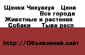 Щенки Чихуахуа › Цена ­ 12000-15000 - Все города Животные и растения » Собаки   . Тыва респ.